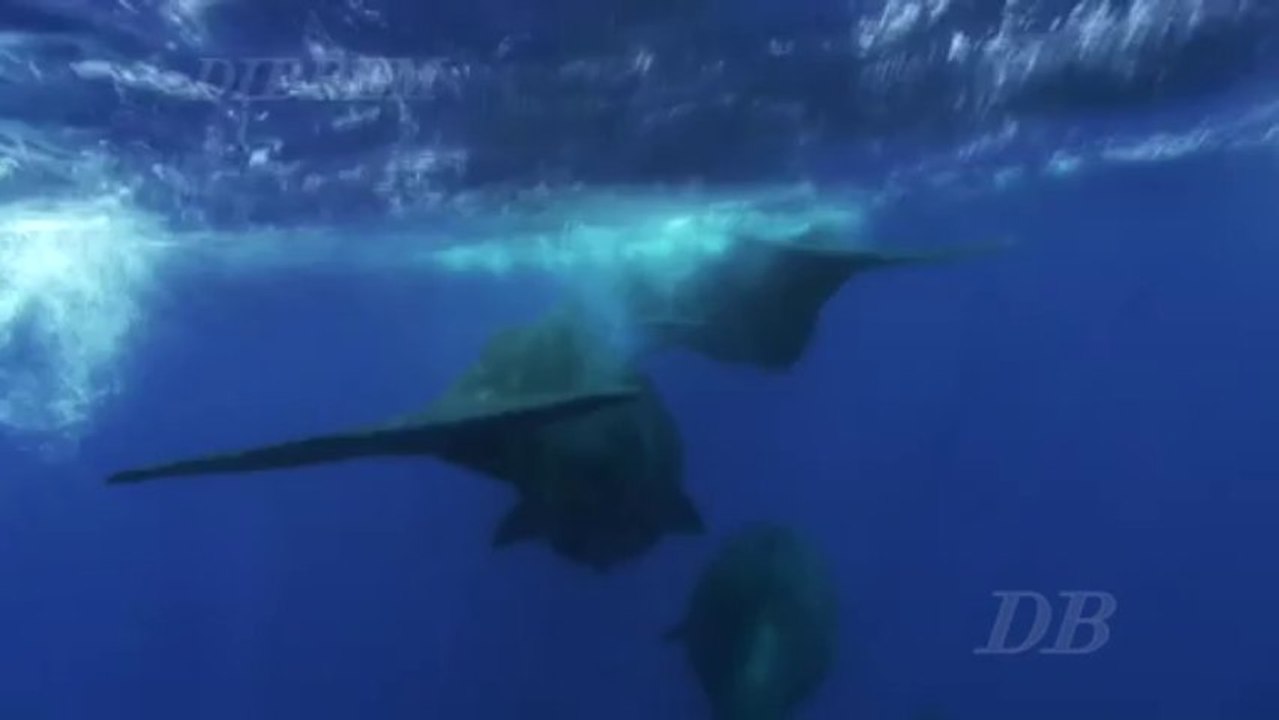 Les cachalots de santhosa