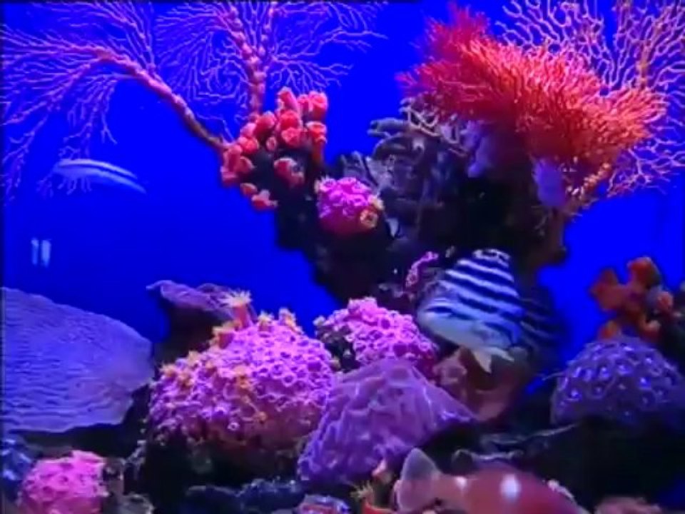 Animals Hindi song for Kids- Choti Choti Machliyan