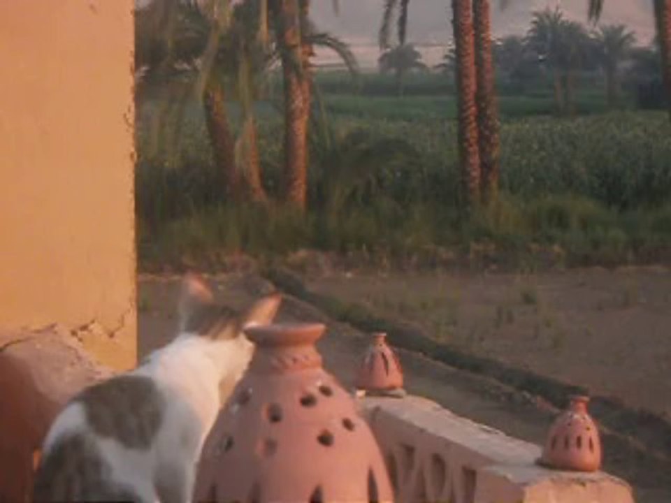 djebel 6h aout