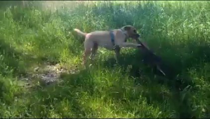 Videos de Risa: No habia una madera mas pequeña (tepillao.com)