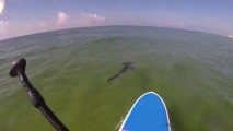 Paddle Boarder Encounters Shark