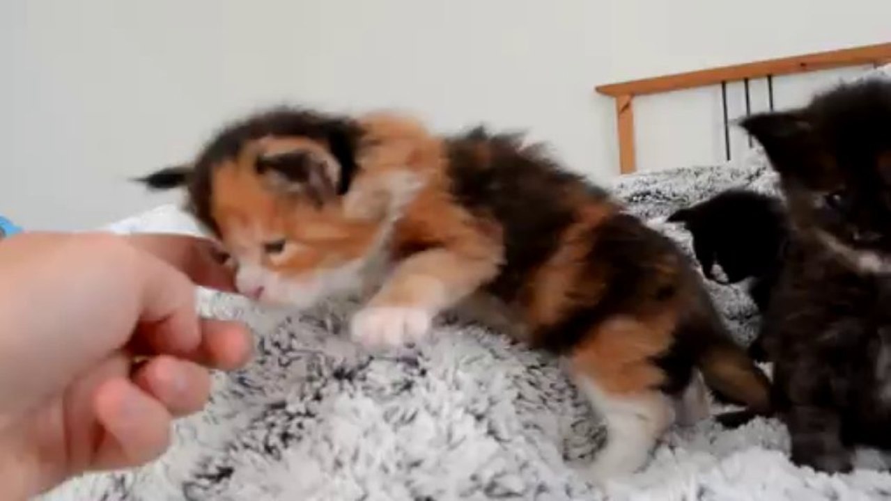 maine coon 3 semaines