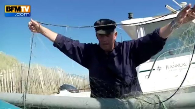 Dans la baie de Somme, la guerre des phoques est déclarée - 10/08