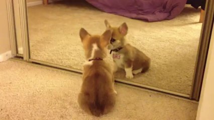Welsh Corgi Mochas First Mirror Reflection