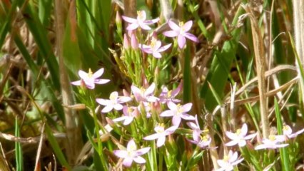 Chevreuils, visite d'un territoire