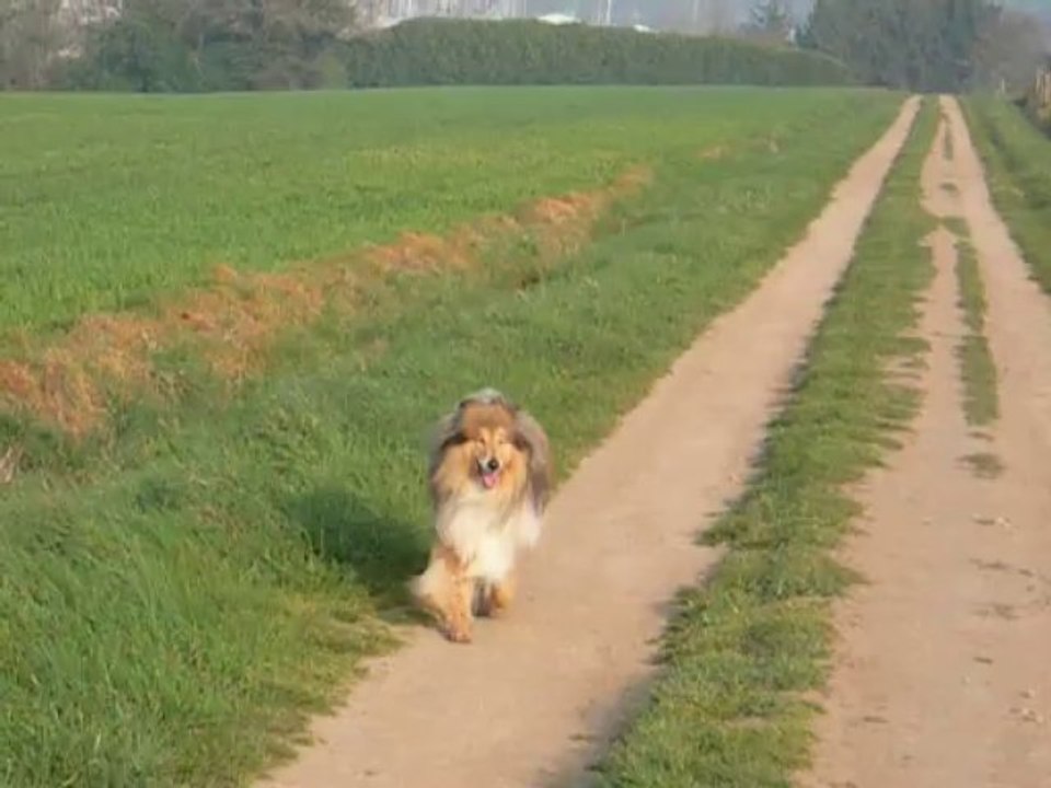 Davis en promenade sur le chemin de la VilaineDSCN6263