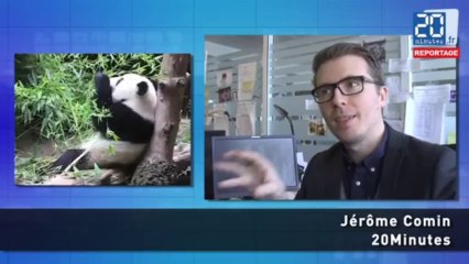 Les pandas, qui sont-ils, quels sont leurs réseaux?