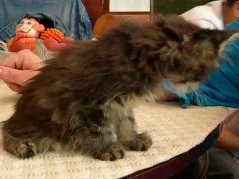 Les bébés de Virginie - adorables chatons DSCN6826