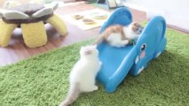 Des chatons jouent avec un toboggan en forme d'éléphant... TROP MIGNON!!!