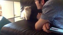 Super cute kitten trying to catch breath of a guy!!