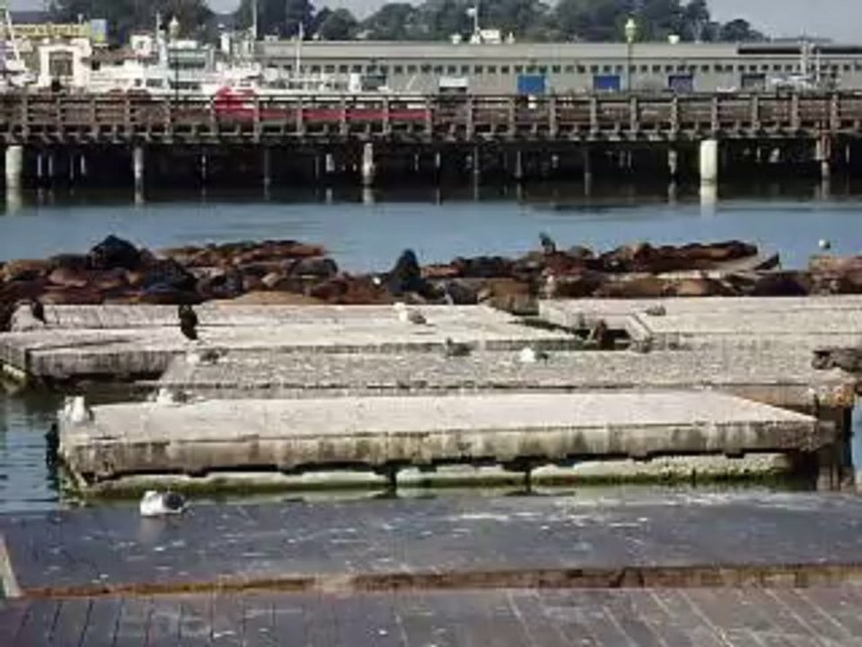 2012 San Francisco Au "Pier 39" Otaries