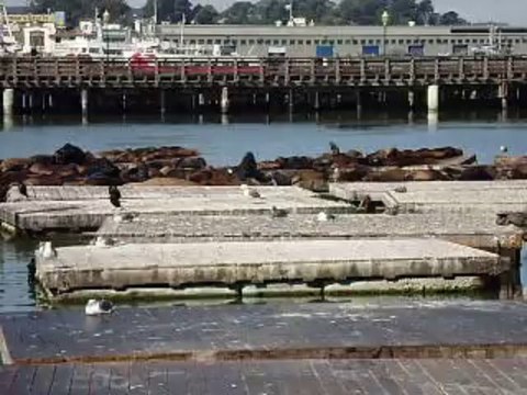 2012 San Francisco Au Pier 39 Otaries