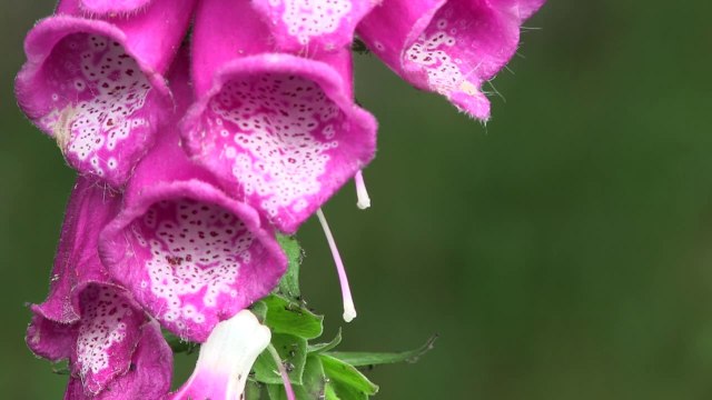 Les Hautes Chaumes du Forez [ 2 ] été