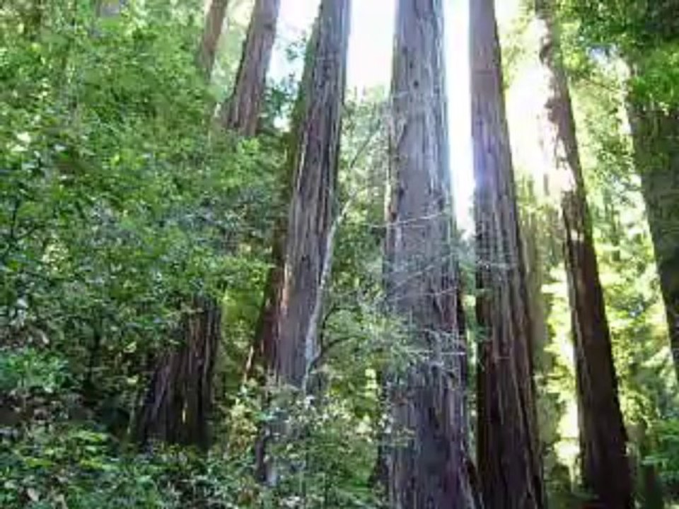 2012 San Francisco "Muir Woods" (forêts de séquoias)