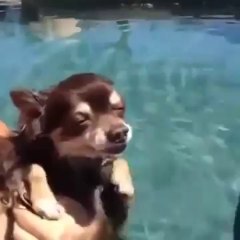 Un chien content de nager