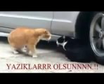 Komik Videolar   Sevgilisine kızan kedi  türkçe alt yazılı   ww replikler eu