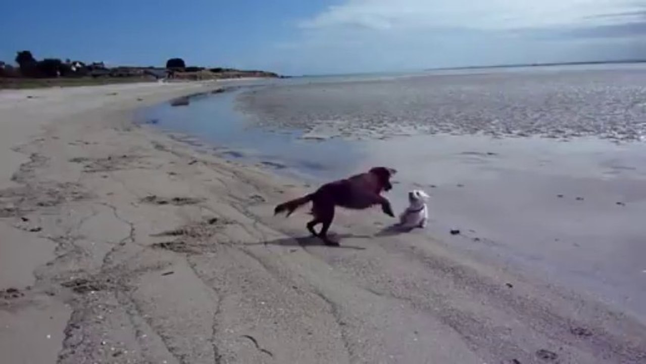 setter versus terrier