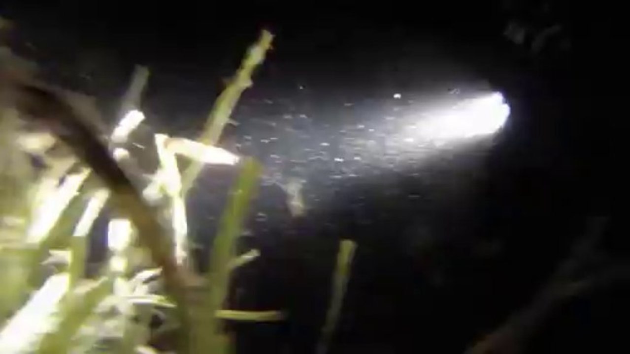 Plongée de nuit avec poulpe