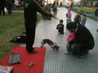 Watch this dog puppeteer capture the attention and imagination of a little girl!
