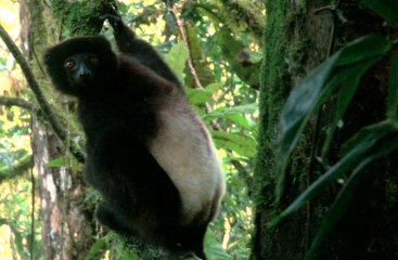 D'ici vingt ans, les lémuriens pourraient avoir disparu