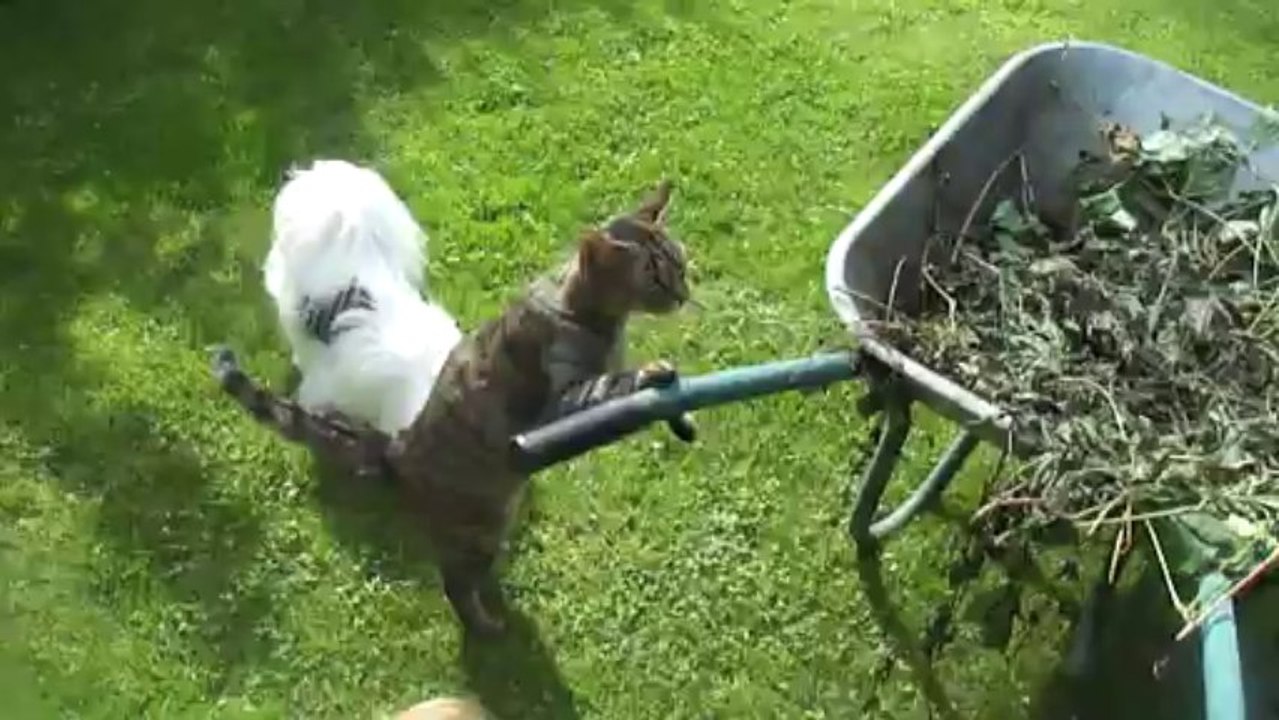 M4H03423Qui veut du poulet pour l'anniversaire d'Eglantine?