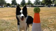 Agility X Border collie