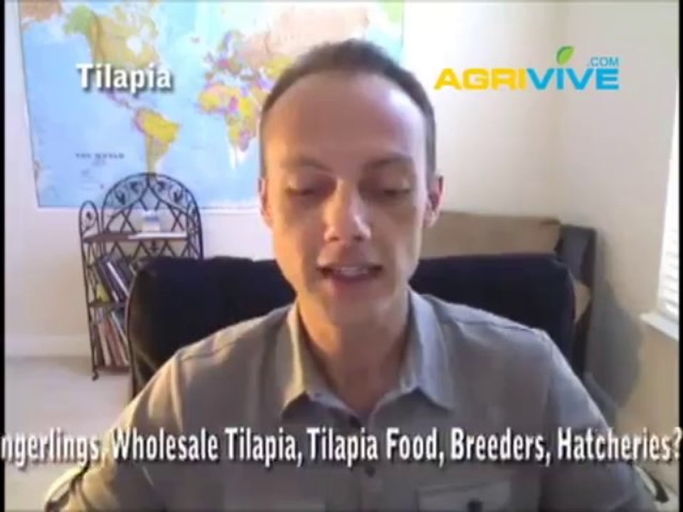 Best Tilapia Wholesale, Wholesale Tilapia Prices, Wholesale Tilapia, Tilapia Wholesale