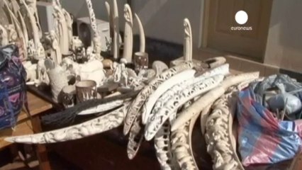 Un important trafiquant d'ivoire arrêté au Togo