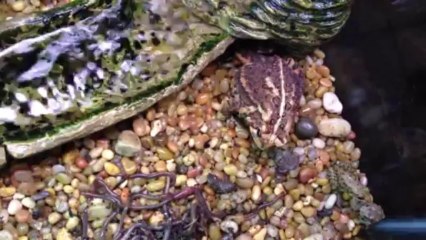 Feeding time for toads  frogs and turtle