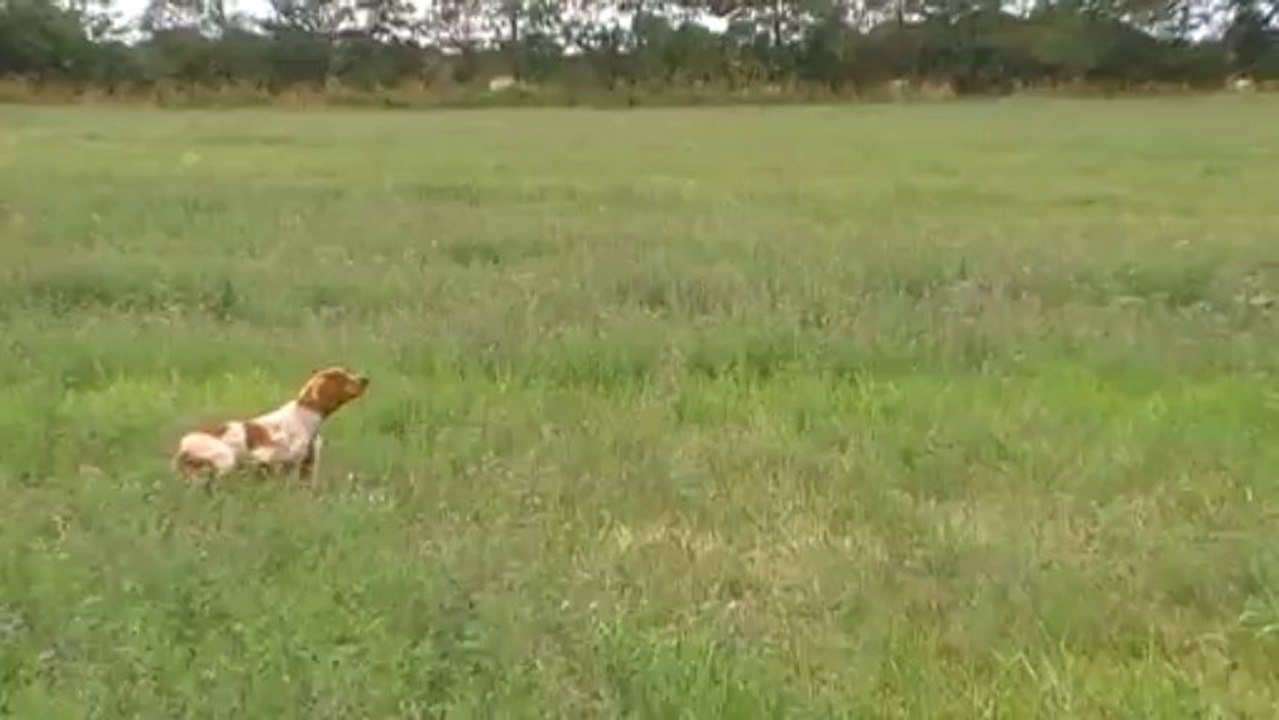 Ivoire 5 mois   arrêt et coulé énergique +