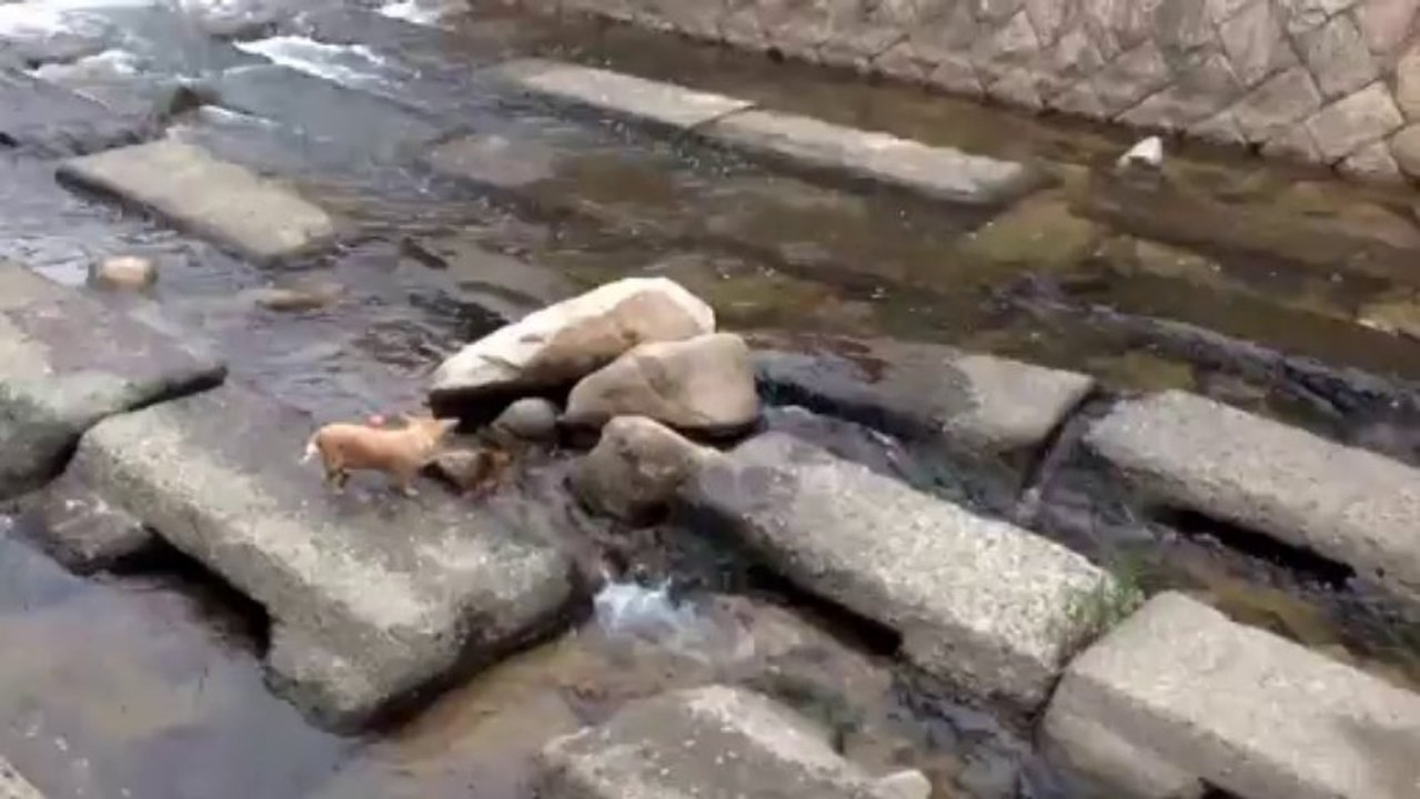 Jouer à la balle seul