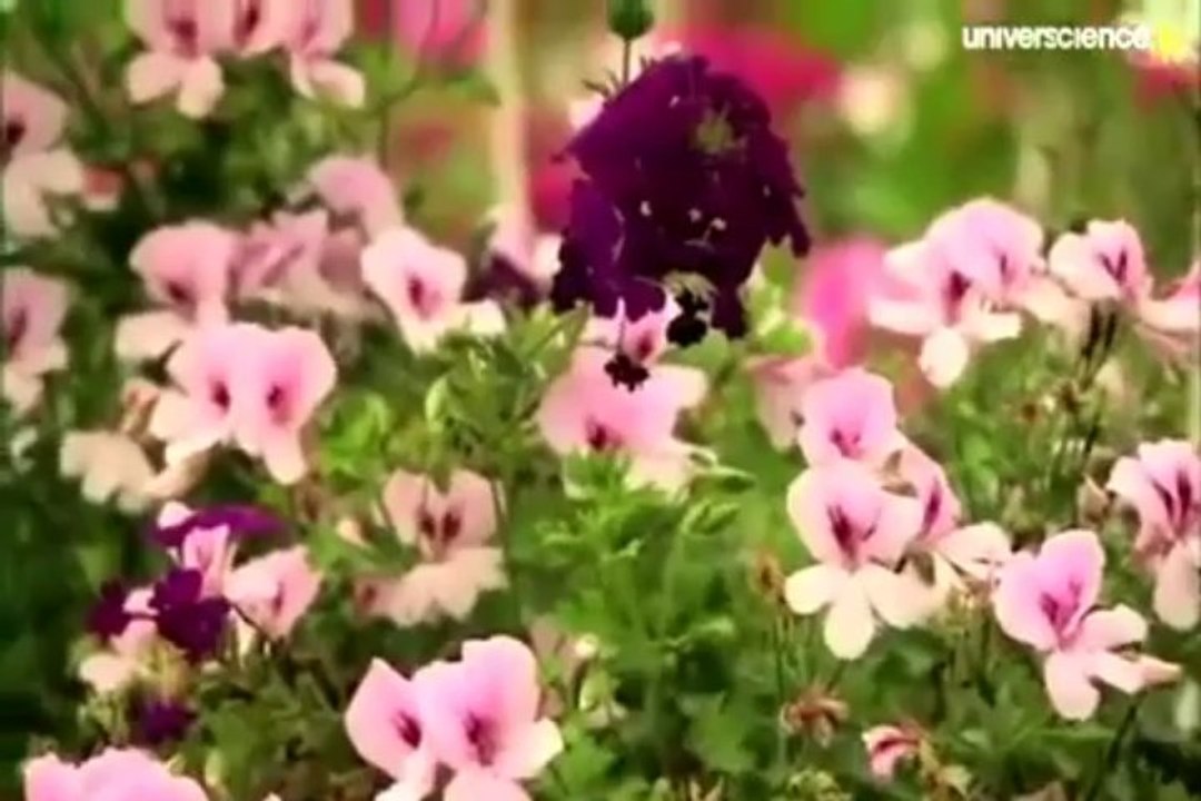 L ortie - Vers un jardin sauvage