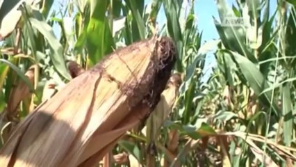 CALDO TORRIDO, COLTURE A RISCHIO