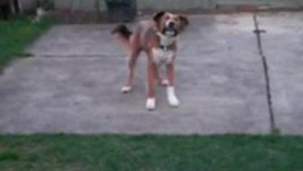 Blind Dog Plays Catch With A Little Help From Its Owner