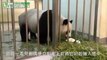 When Baby Giant Panda Meets Her Mother For The First Time... Taipei Zoo