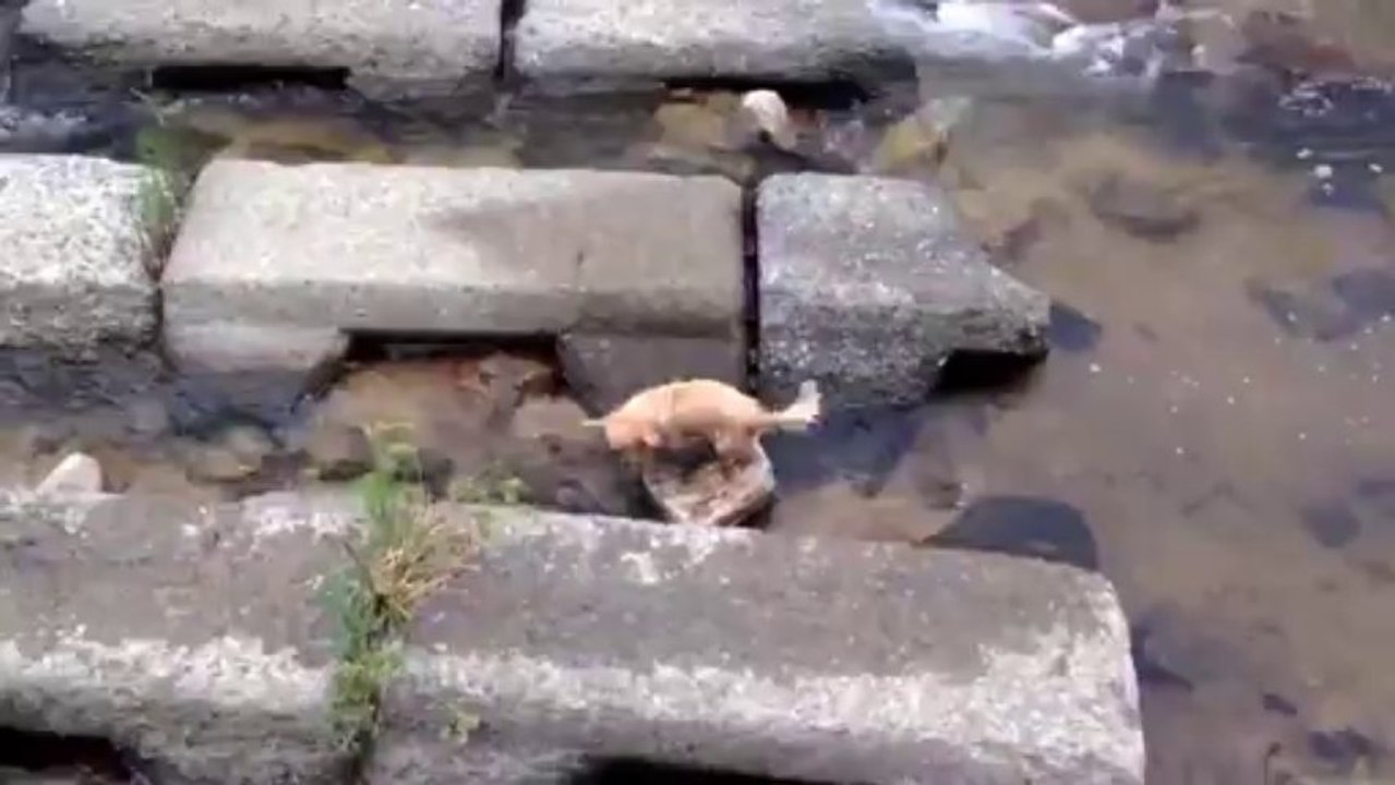 Un petit chien joue seul à la balle le long d'une rivière... Malin l'animal!!