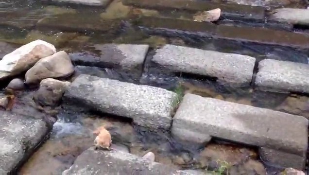 Funny cute dog playing by himself with a ball on a river near Kobe!!