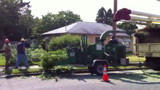 Tree Chipping Services in PA & NJ