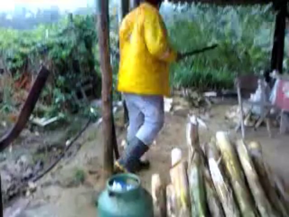 HARVESTING PALM PUPUNHA - PART 1/2