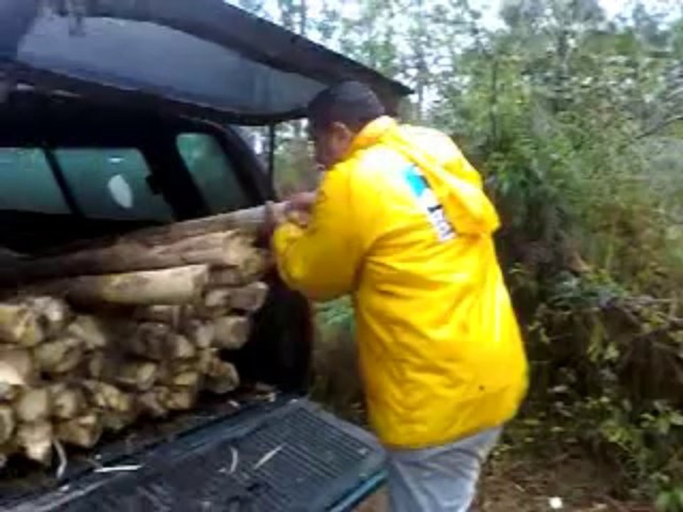 HARVESTING PALM PUPUNHA - PART 2/2