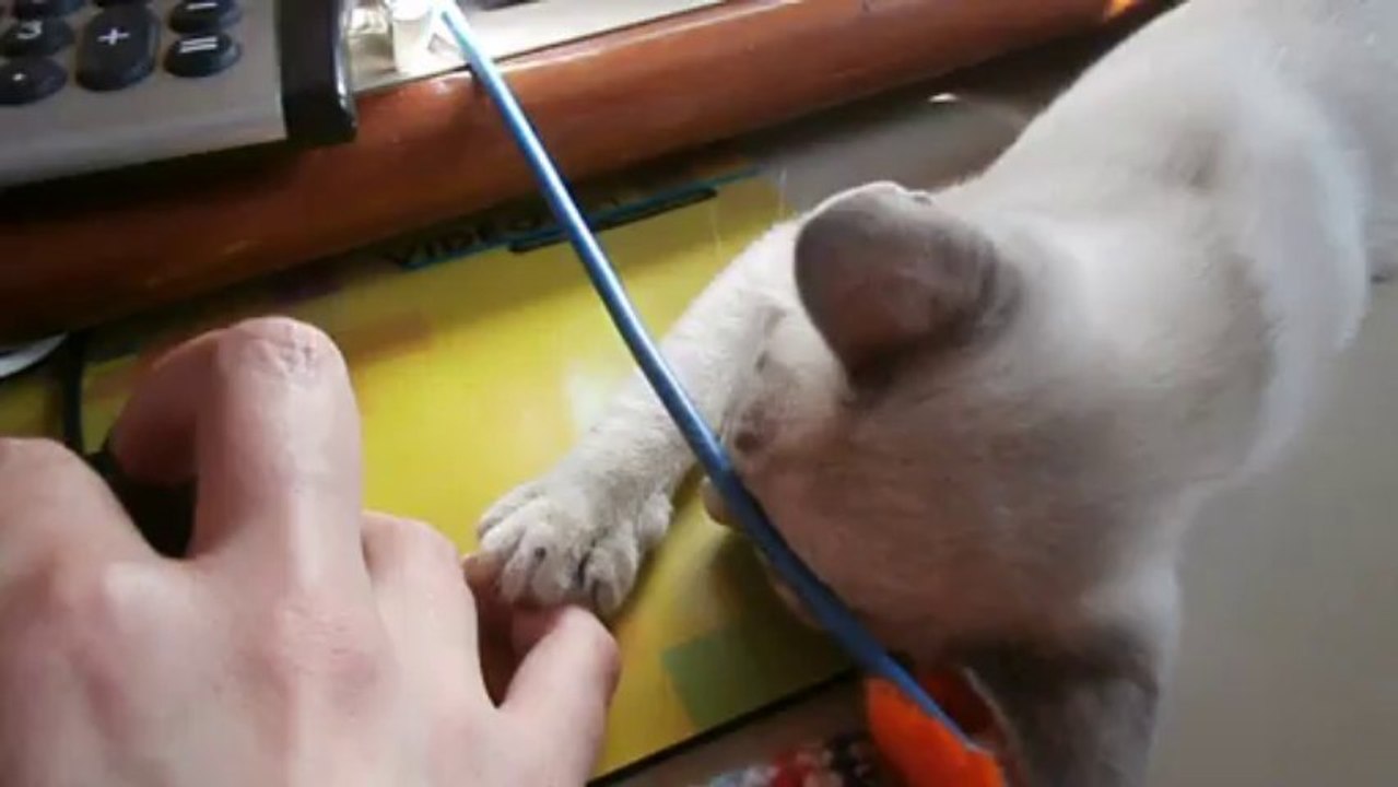 Islay 11 semaines 028