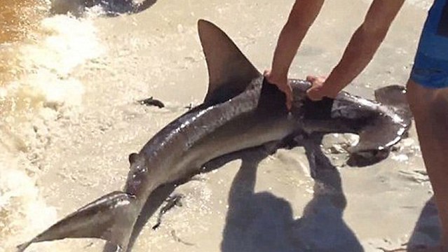 Hammerhead Shark Gives Birth On Crowded Florida Beach