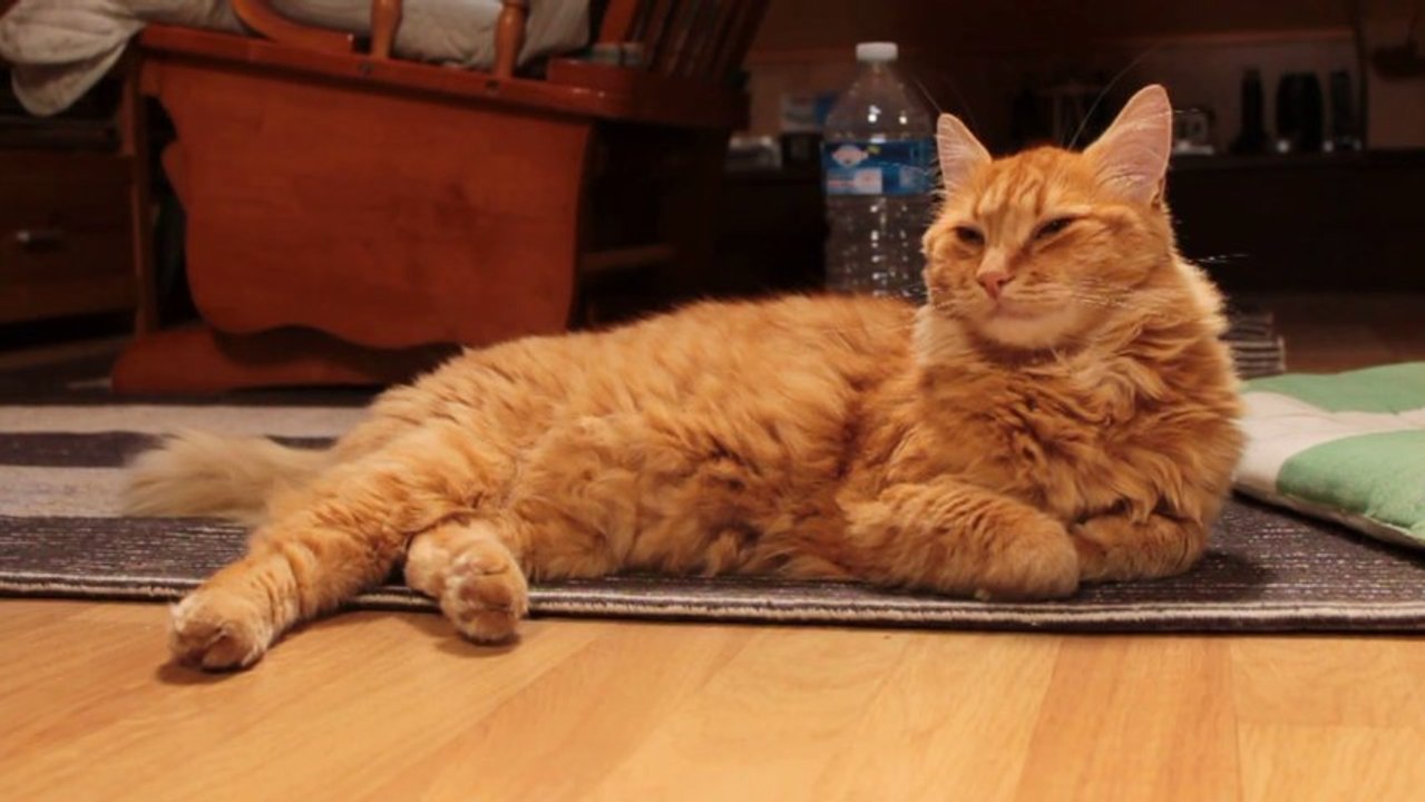 ROUCKY THE CUTE LION KITTY
