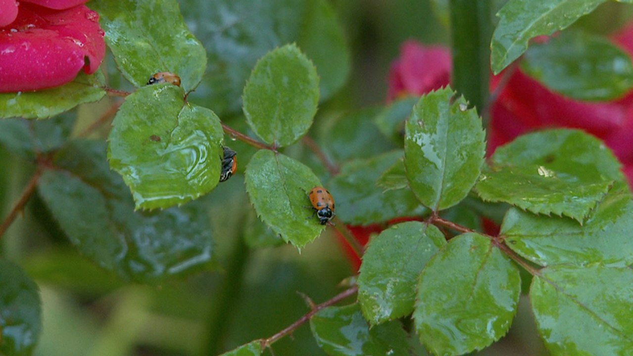 How to get rid of unwanted bugs