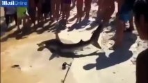 Un tiburón-martillo pare decenas de crías en una playa de Florida ante los atónitos turistas