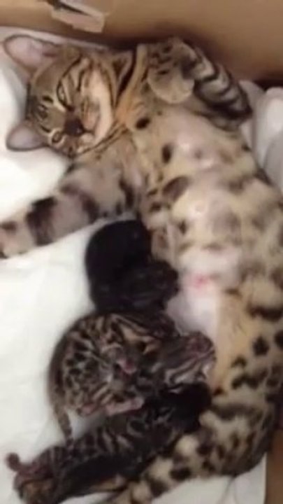 Hindya et ses chatons!