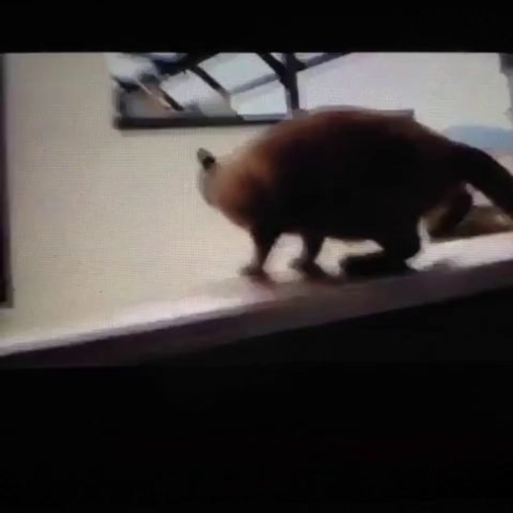 Funny cat jumps on Sail song!!! Awolnation hit music video parody..