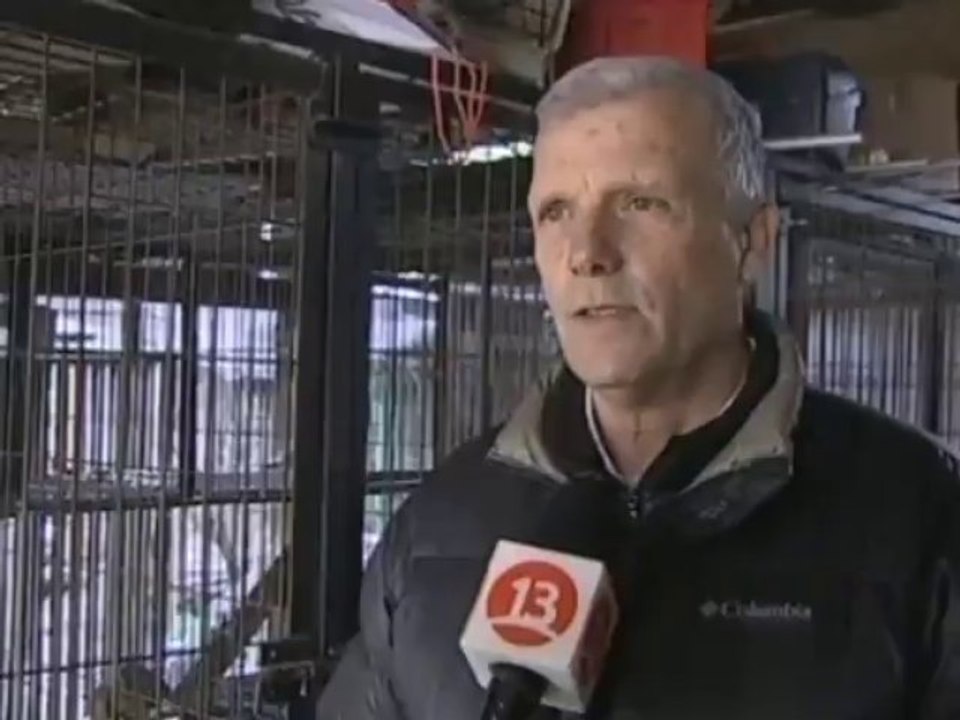 Veinte cóndores en Chile caen a tierra tras posible intoxicación