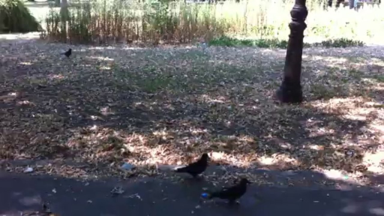 Chick Trouble