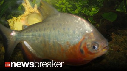 Men Warned About Testicle Eating Fish in Lakes